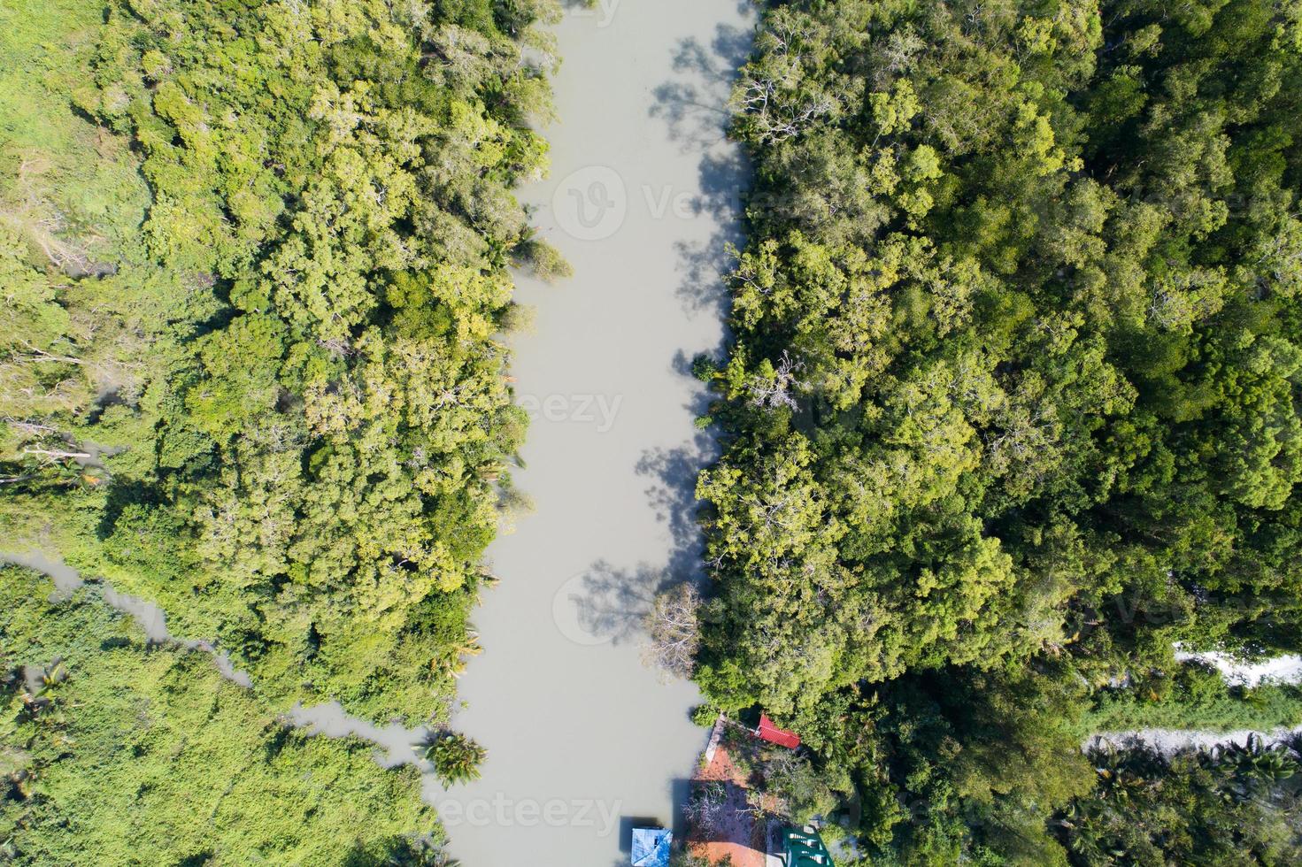 Amazing abundant mangrove forest Aerial view of forest trees Rainforest ecosystem and healthy environment background Texture of green trees forest top down High angle view photo