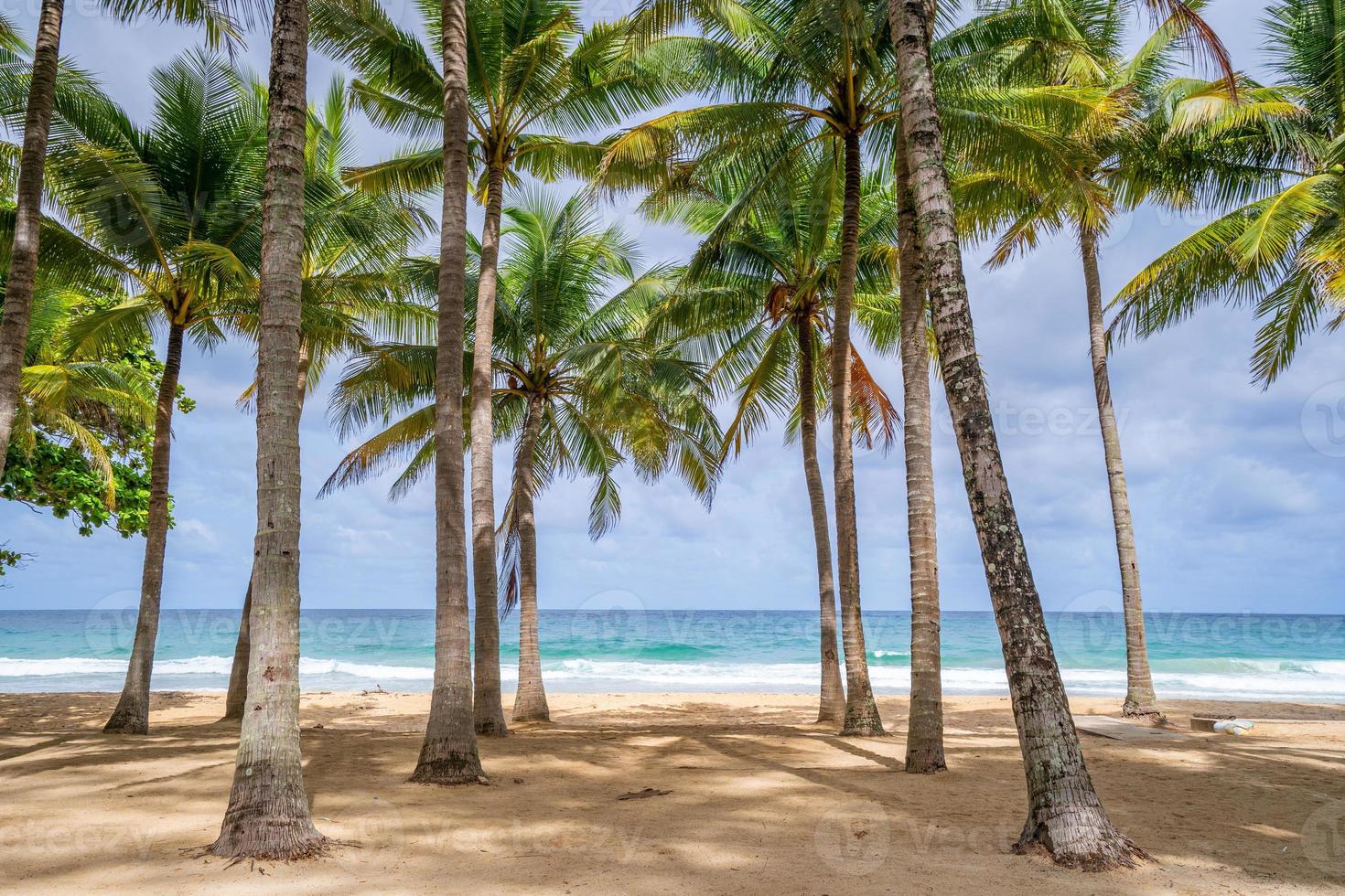 Beach summer vacations concept background Nature frame with coconut palm trees on the beach Beautiful nature landscape background photo