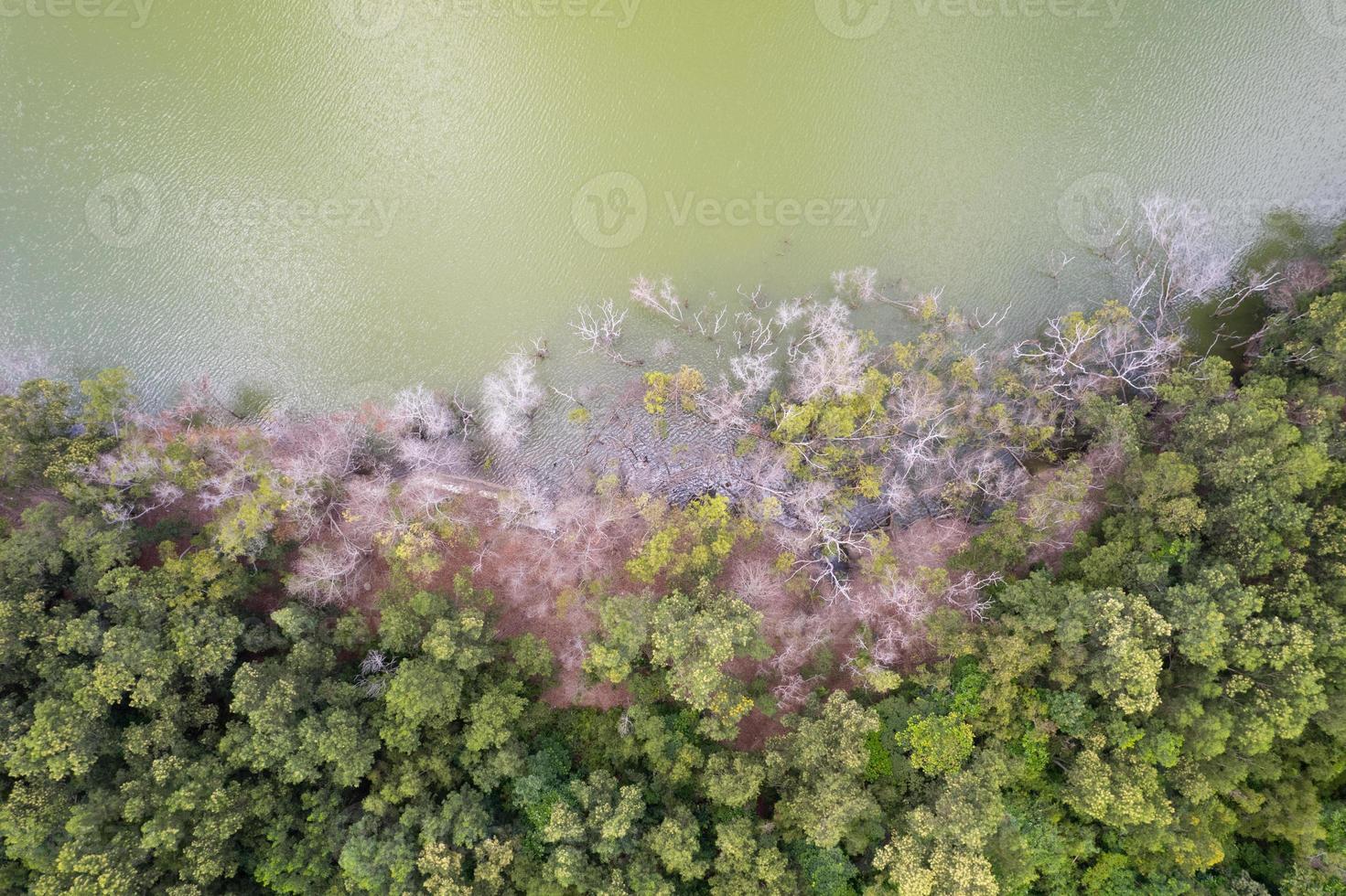 Top view forest trees with swamp or pond Ecosystem and healthy environment concept and nature background High angle view photo
