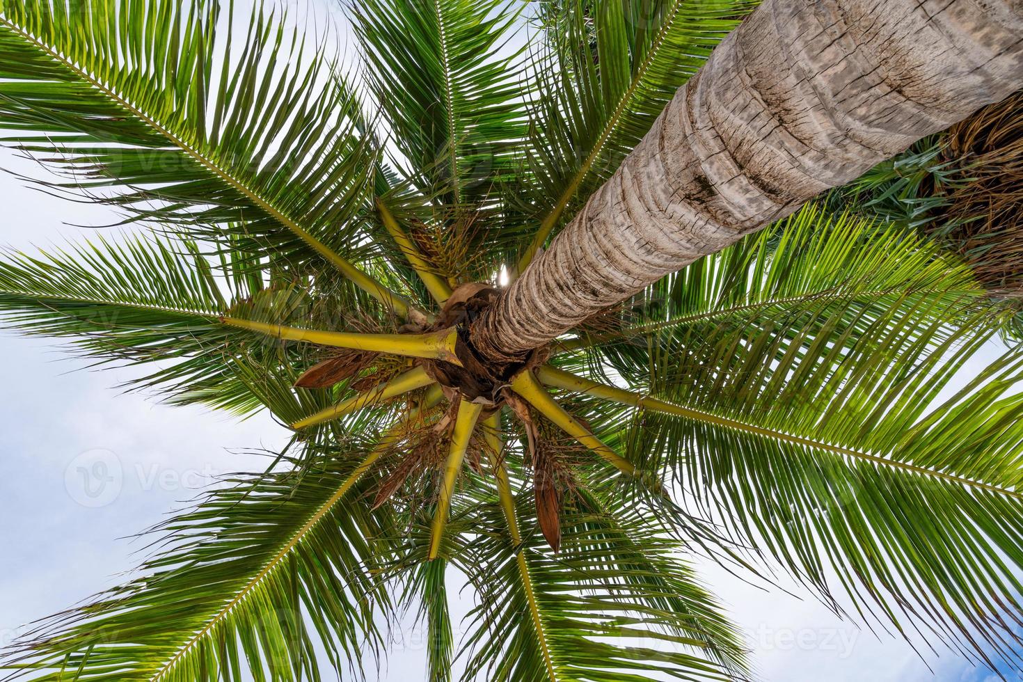 cocoteros vista inferior vista inferior de hojas frescas en una palmera hojas verdes de cocoteros contra el cielo despejado. foto