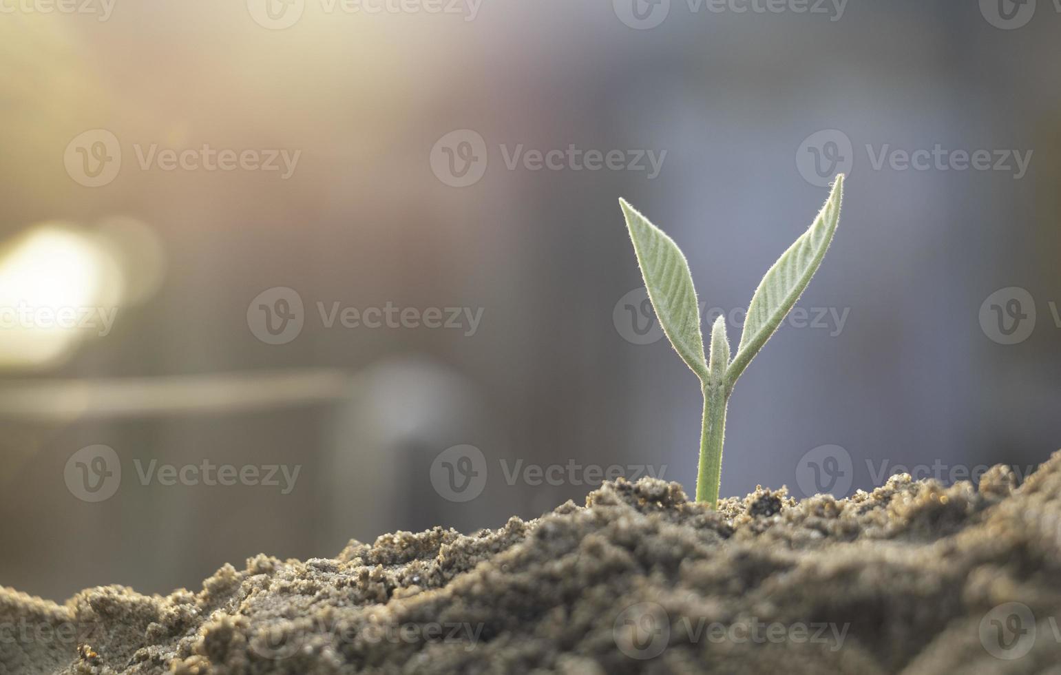 planta en crecimiento, planta joven a la luz de la mañana en el fondo del suelo, nuevo concepto de vida. planta pequeña en el suelo en primavera. foto