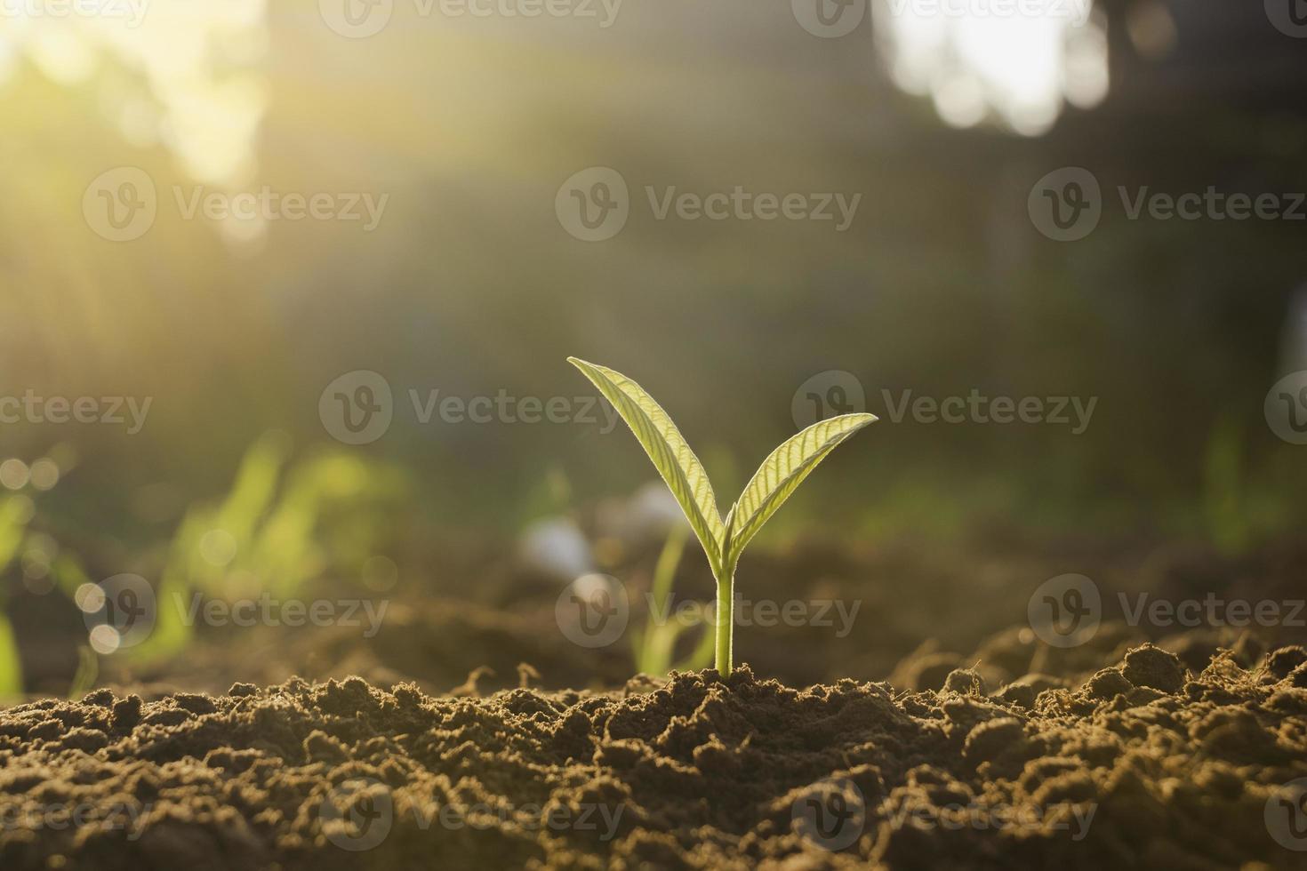 planta en crecimiento, planta joven a la luz de la mañana en el fondo del suelo, nuevo concepto de vida. planta pequeña en el suelo en primavera. foto