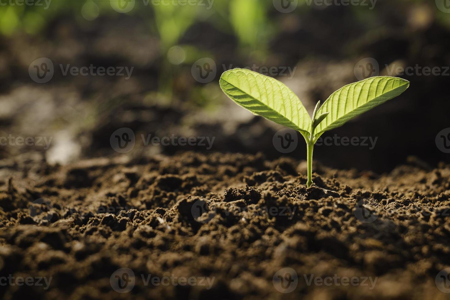 planta en crecimiento, planta joven a la luz de la mañana en el fondo del suelo, nuevo concepto de vida. planta pequeña en el suelo en primavera. foto