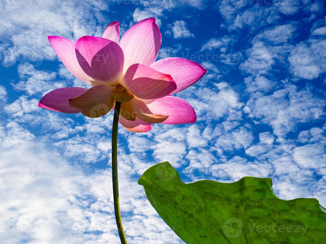 Closeup of lotus blossoms and clear sky photo