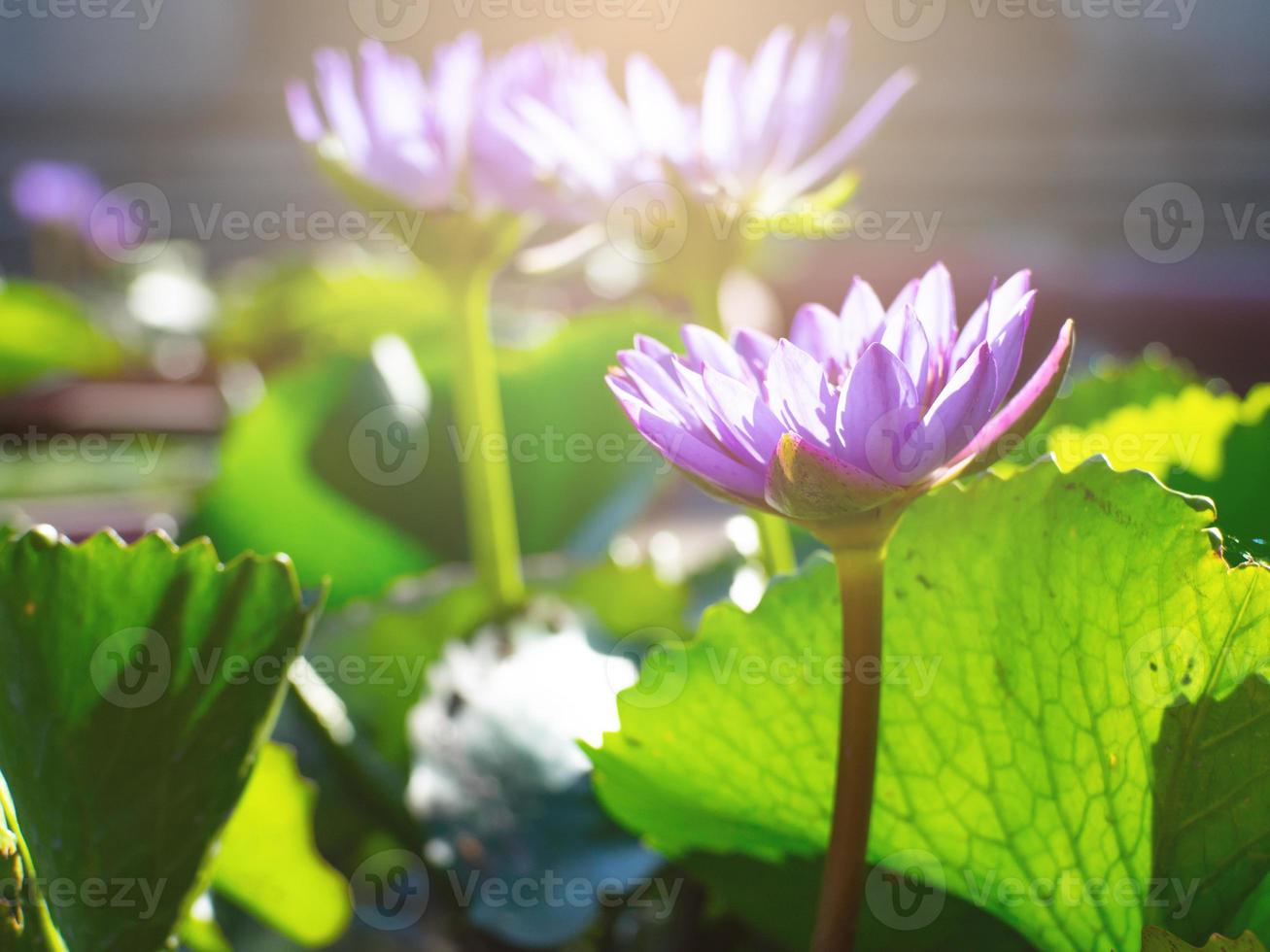 flor de loto y luz de la mañana foto