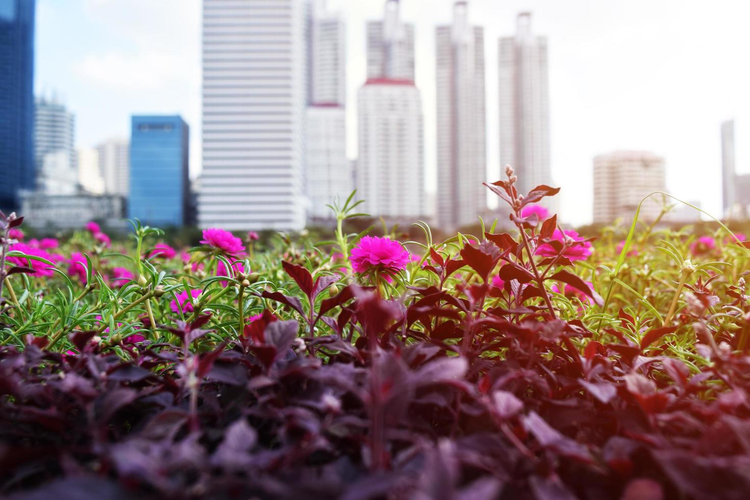 flowers in the city park photo