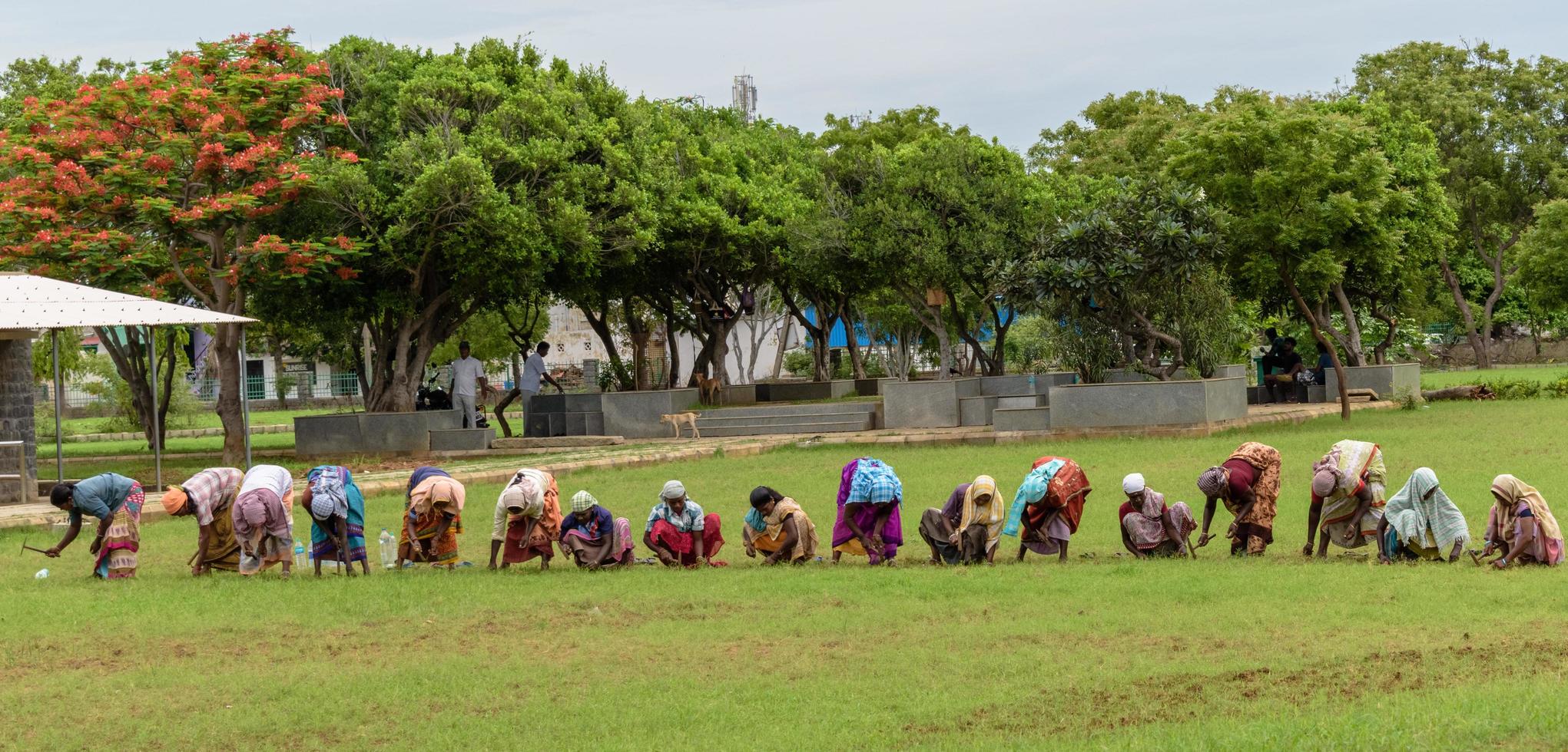 mamallapuram, india, agosto de 2018, una fila de mujeres trabaja en un prado cubierto de hierba en la ciudad de mamallapuram. foto