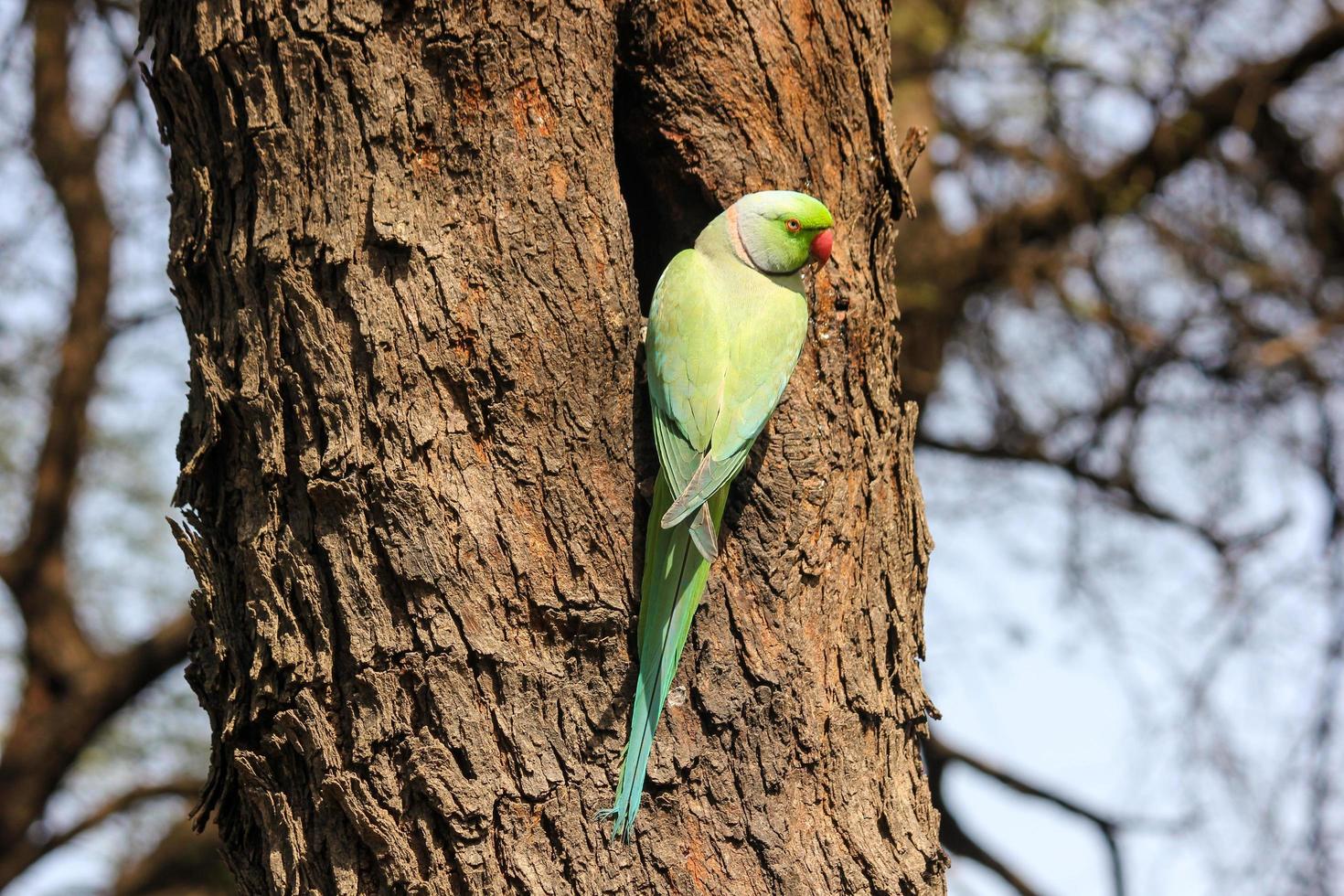 A closeup of an alexandrine parakeet on a tree in a field in the Keoladeo National Park, Bharatpur, Rajasthan photo