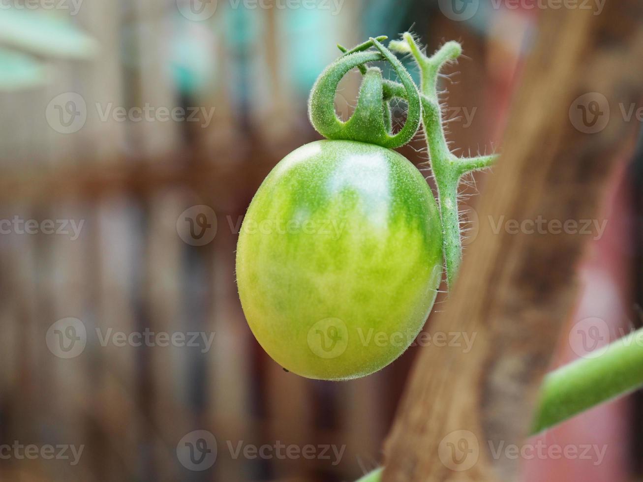a fresh tomato on blur background photo