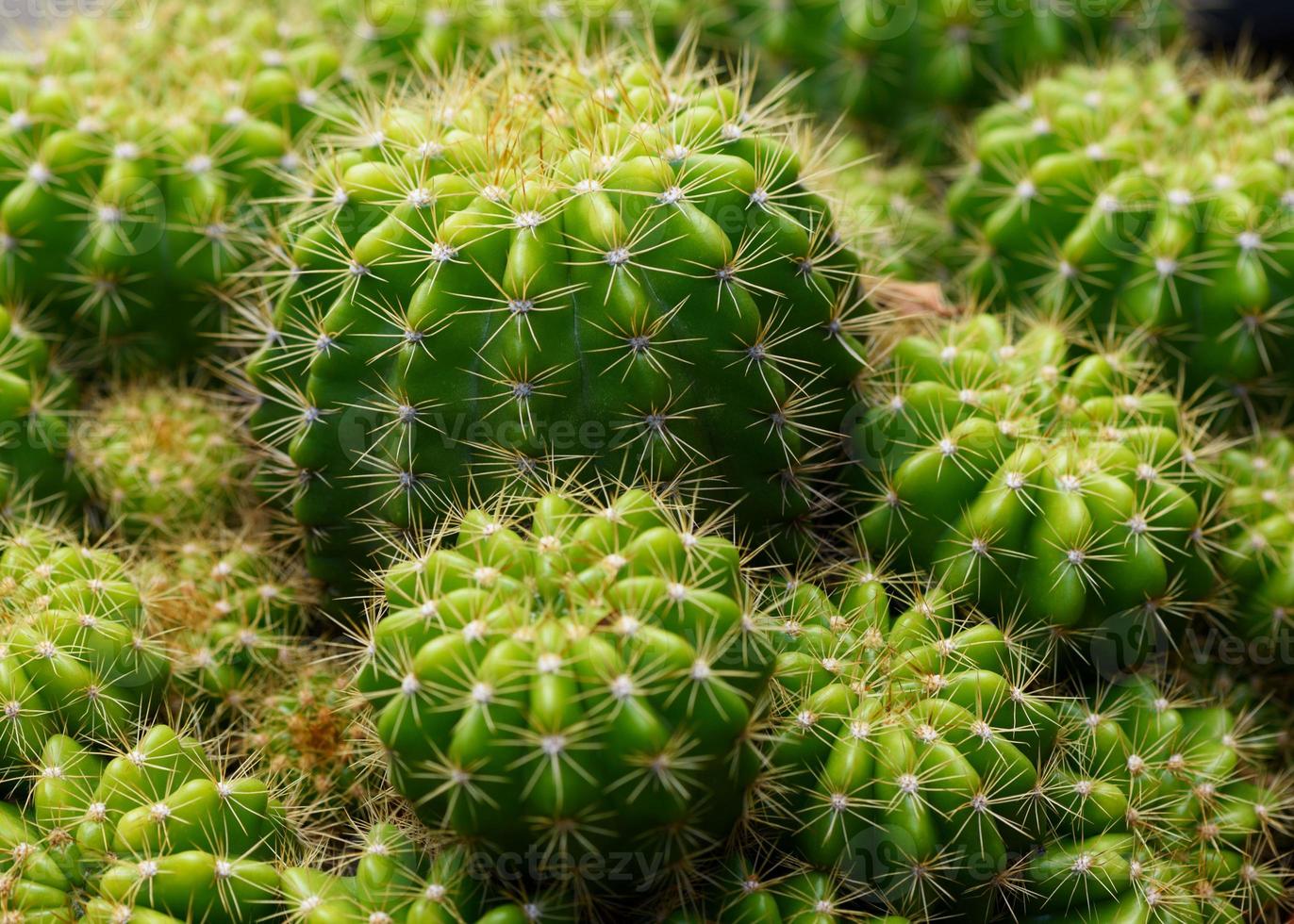 Close-up view of cactus in flower pot photo