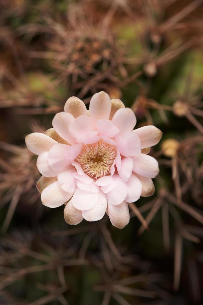 Top view of beautiful gymnocalycium cactus flower photo