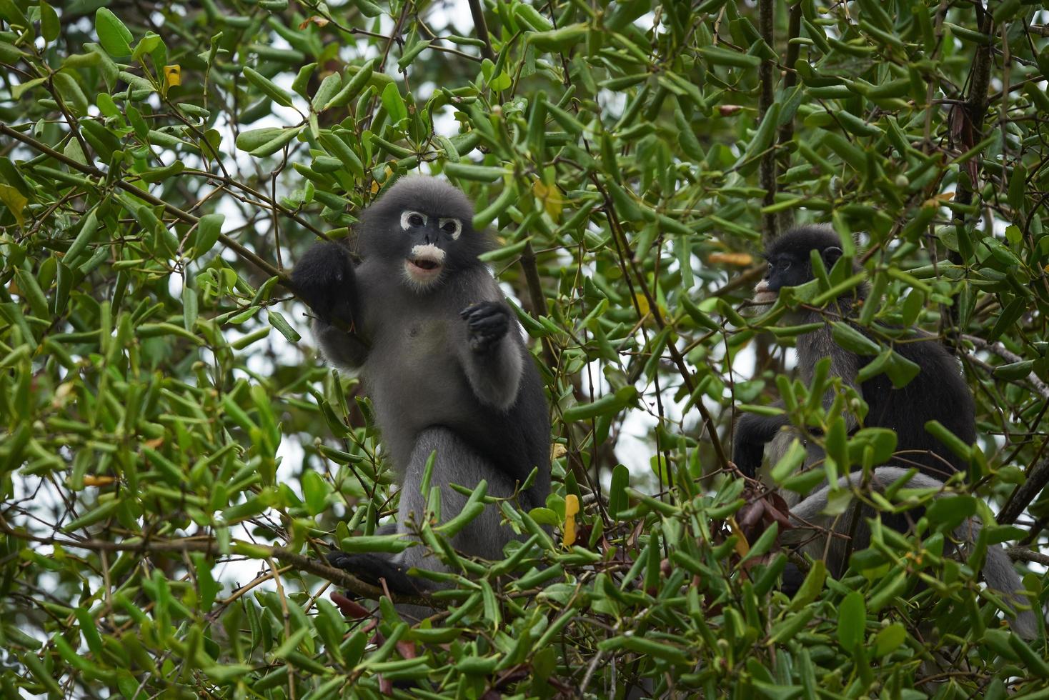 Two leaf monkeys climbing  the tree photo