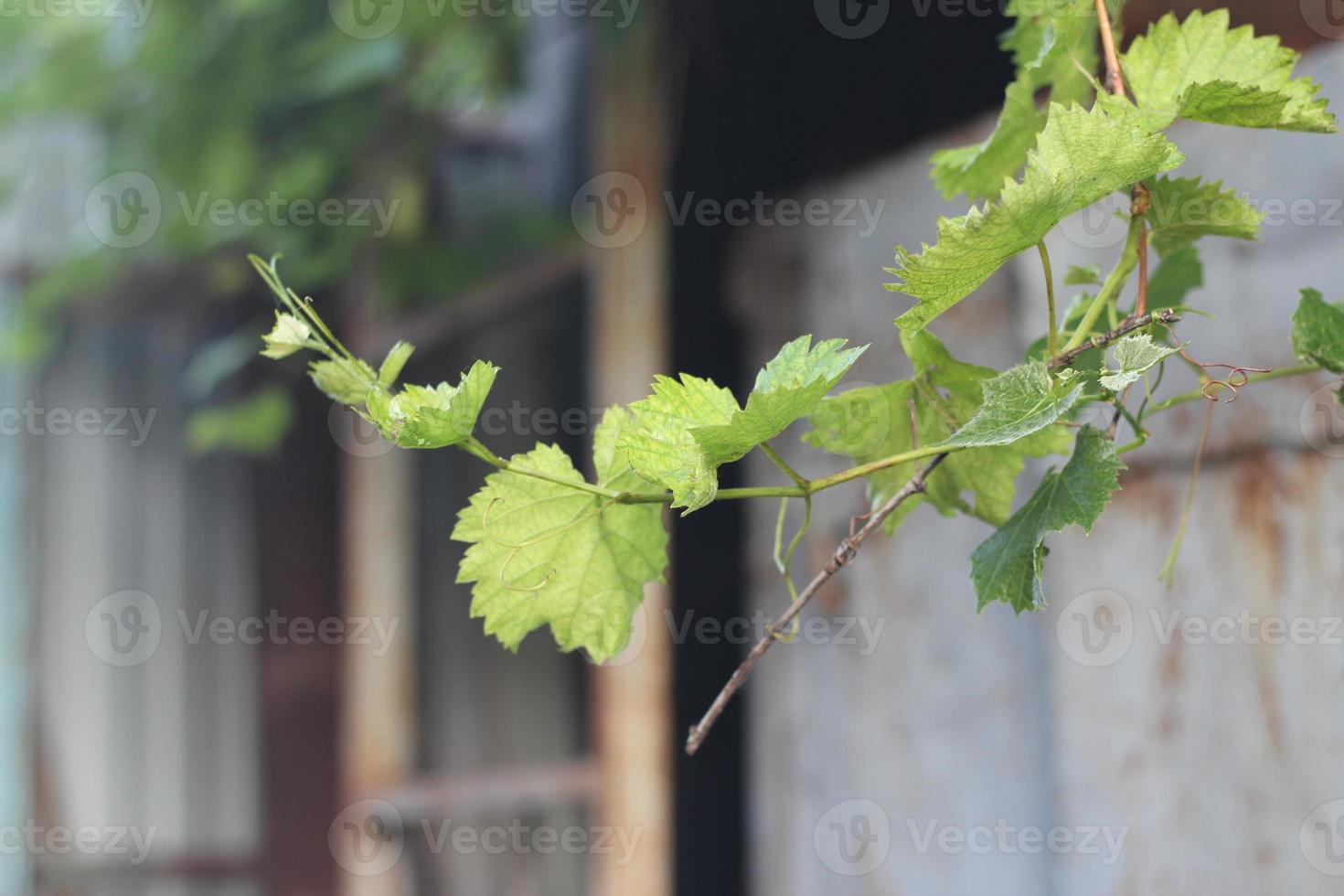 branches of green grapes and green vines photo