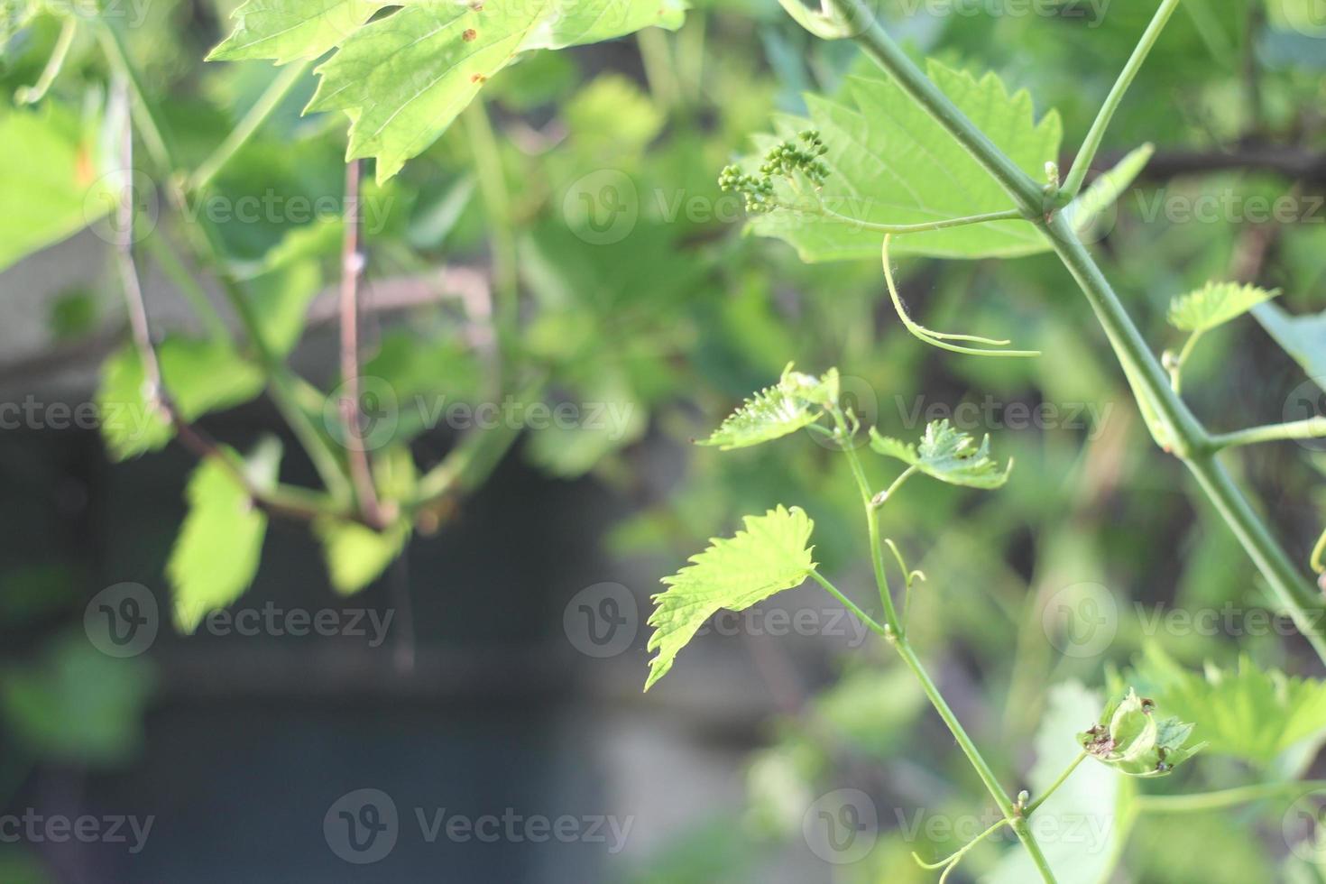 branches of green grapes and green vines photo