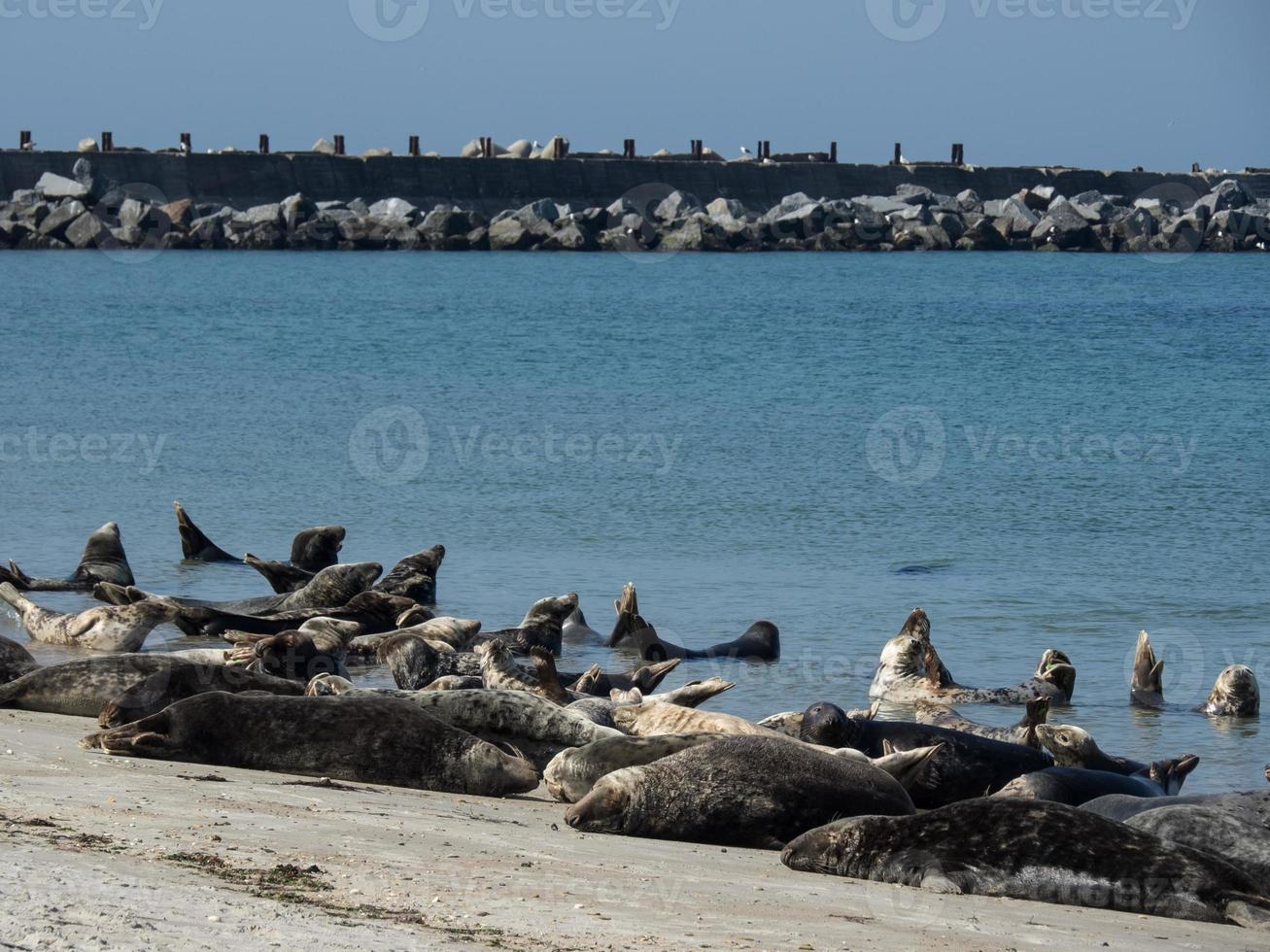 the island of Helgoland photo