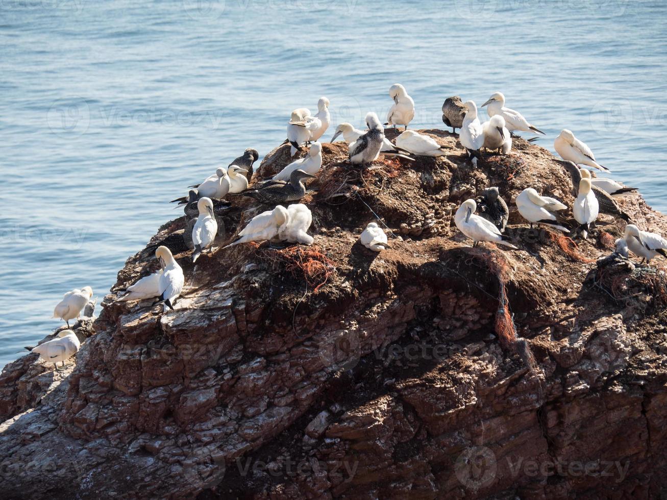 Helgoland island in germany photo
