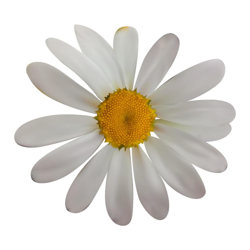 Colorful naturalistic beautiful chamomile on White Background. Vector Illustration.