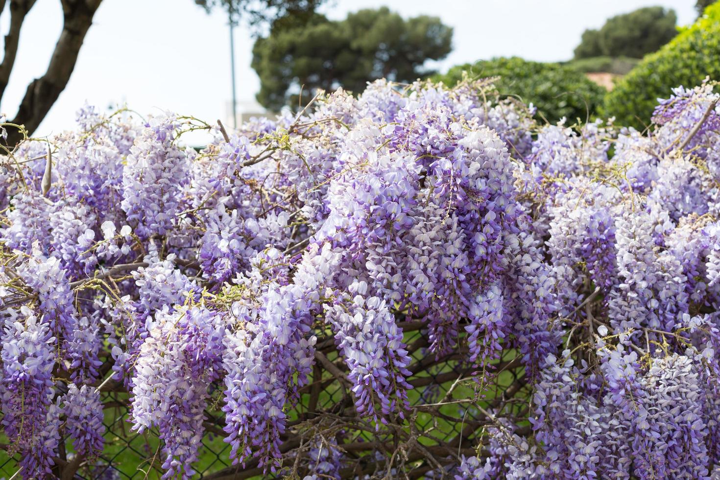 Small lilac Bougainvillea flowers in early spring. photo