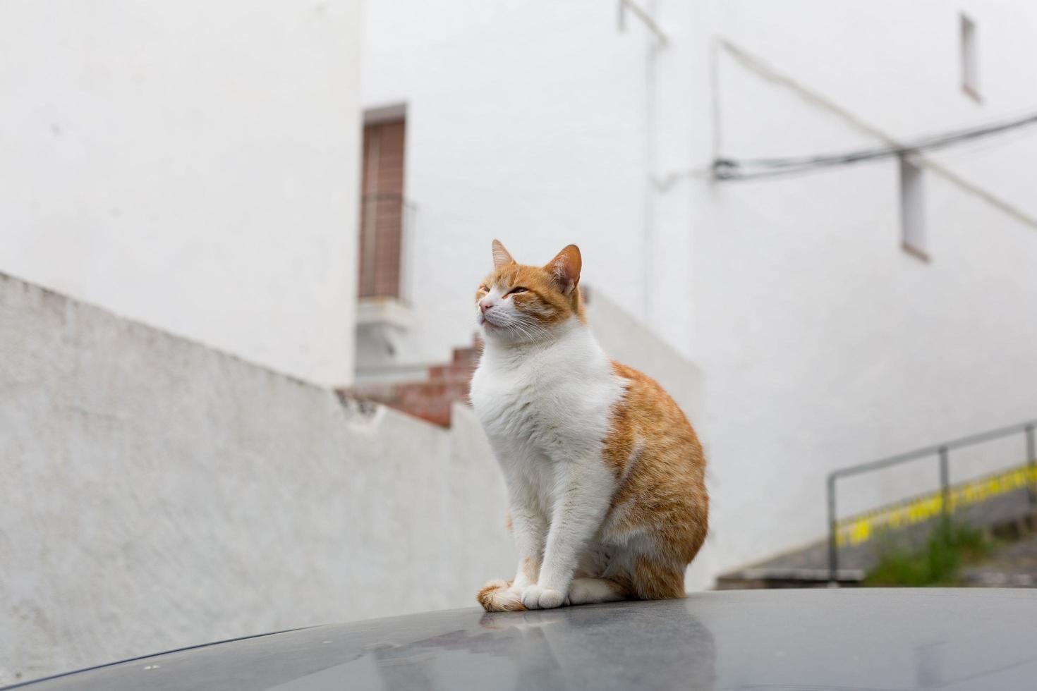 gato encima del techo de un coche en la calle foto