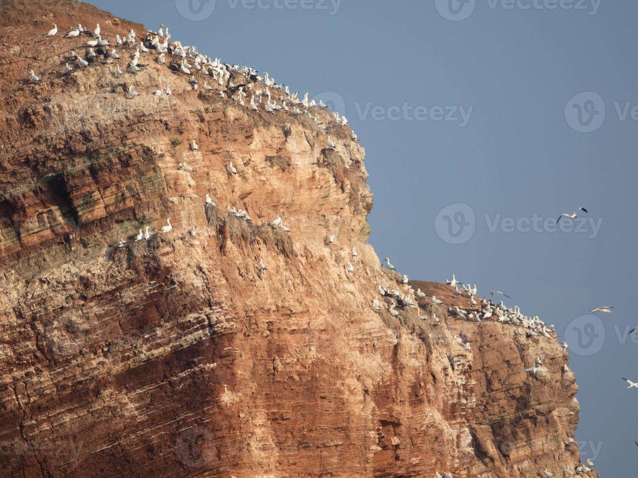 the island of Helgoland photo