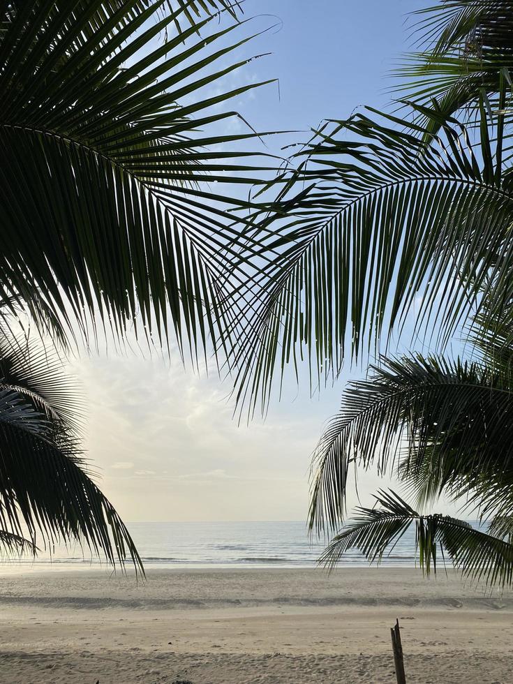 Coconut palm trees on beach summer view photo