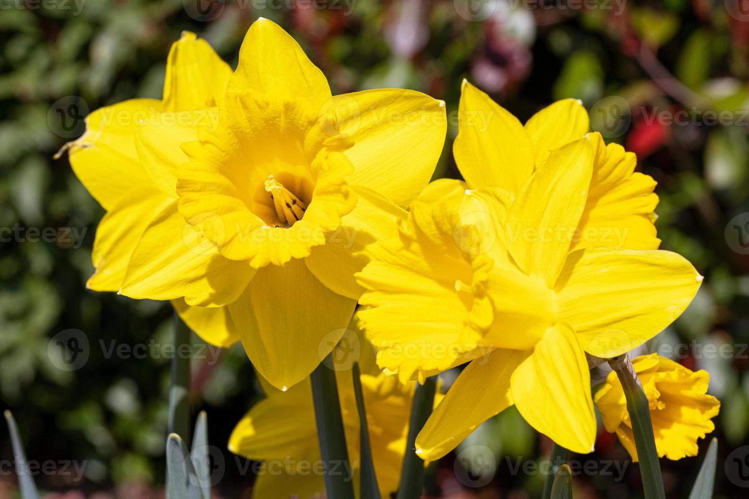 Close up image of Daffodil, Narcissus photo