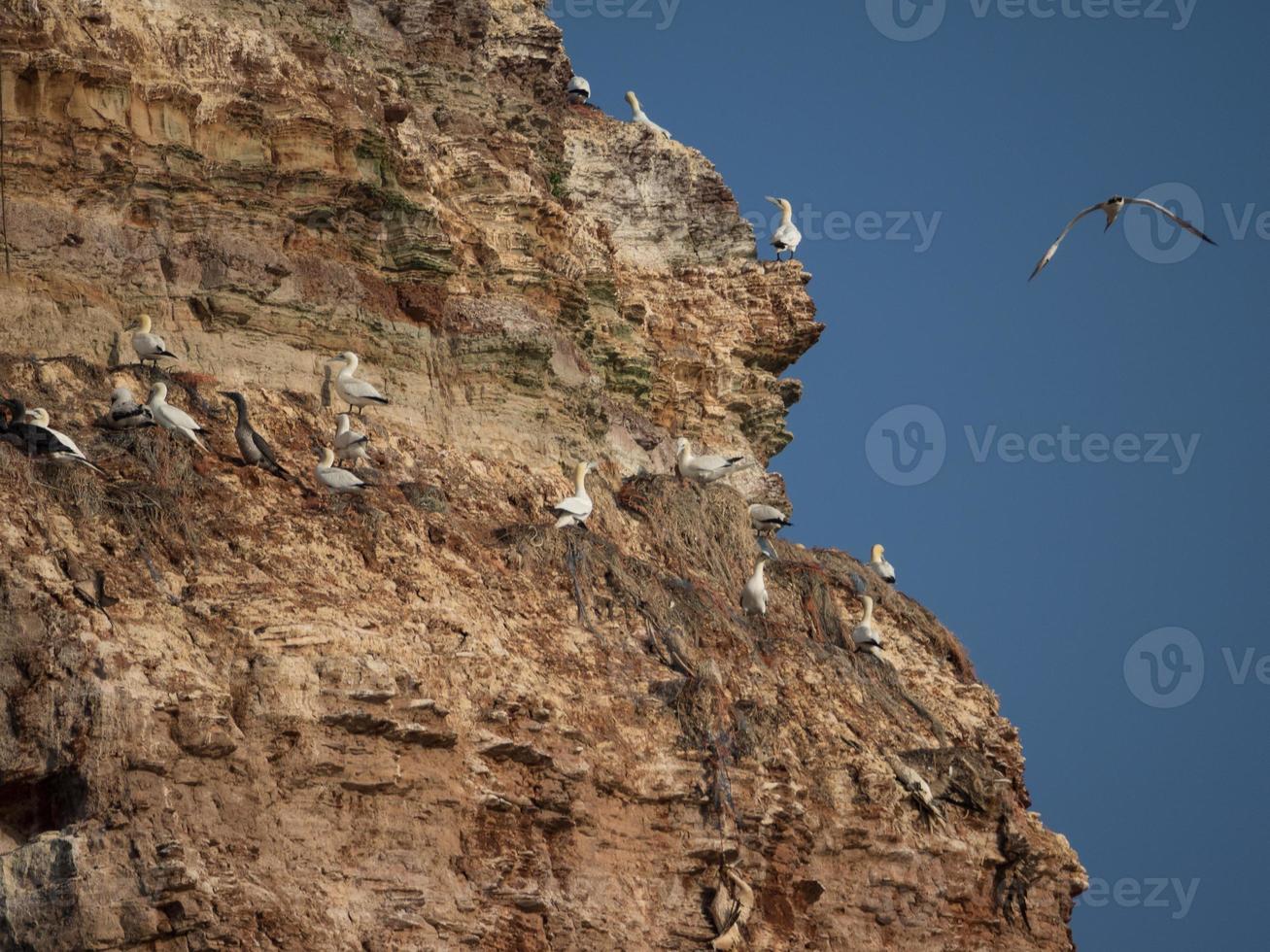 the island of Helgoland photo