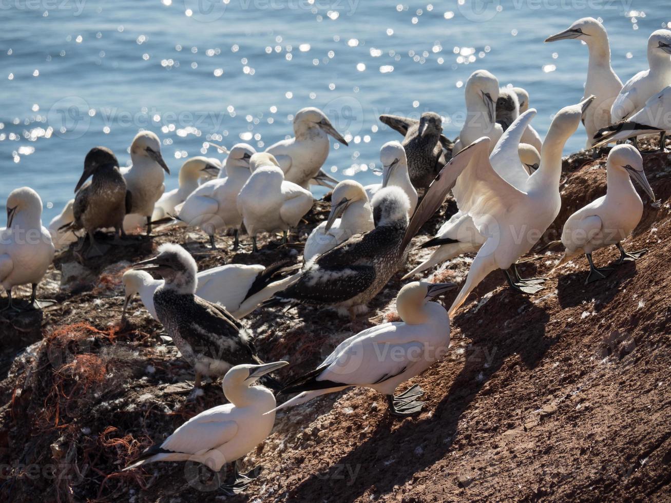 Helgoland island in germany photo