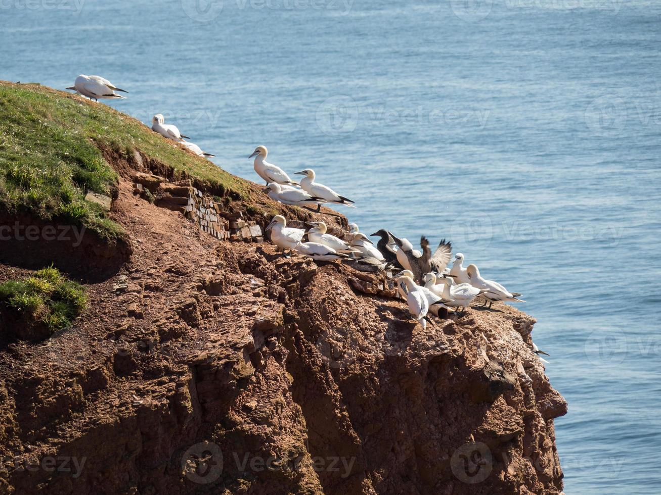 Helgoland island in germany photo