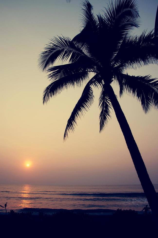 palm tree sunset photo