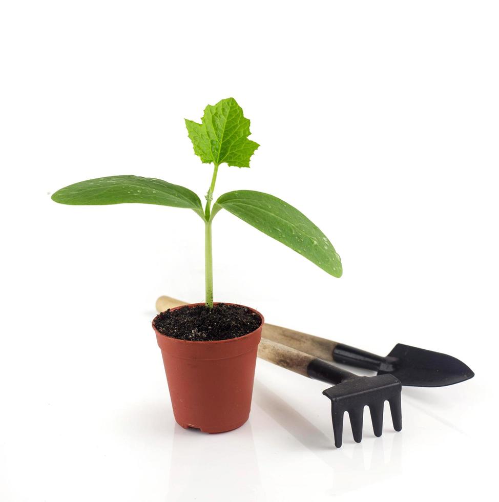 Growing plant on white photo