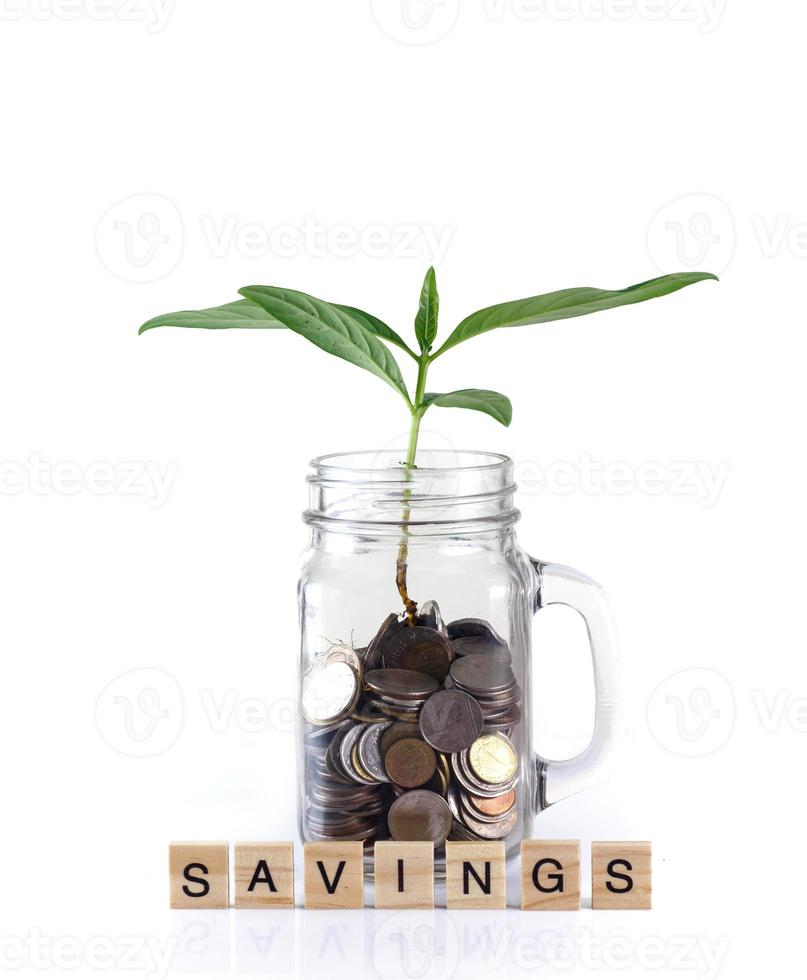 Money growing isolated on whie photo