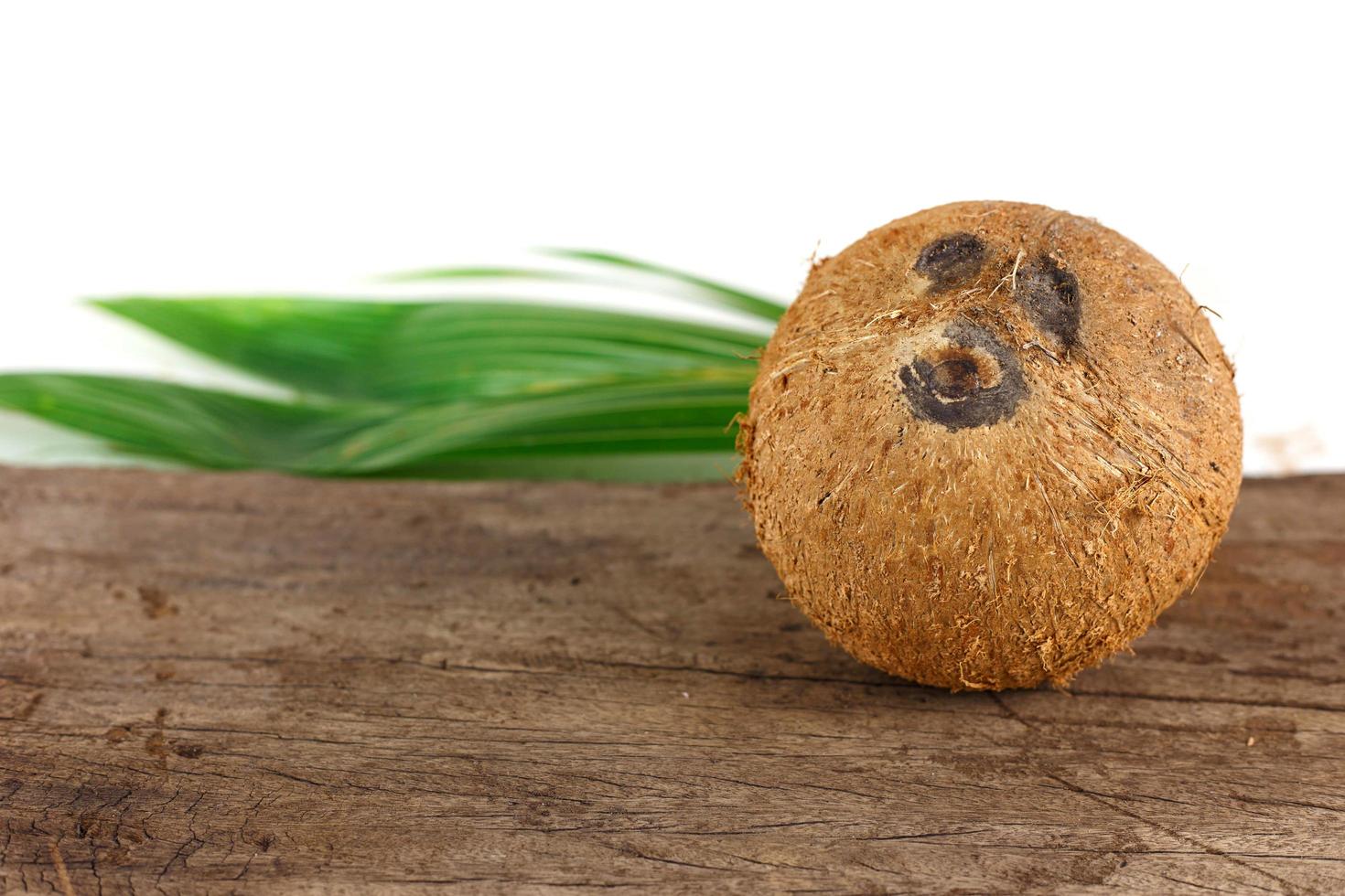 A coconut with shell photo