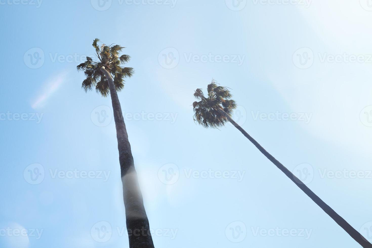 Two coconut trees low angle photo