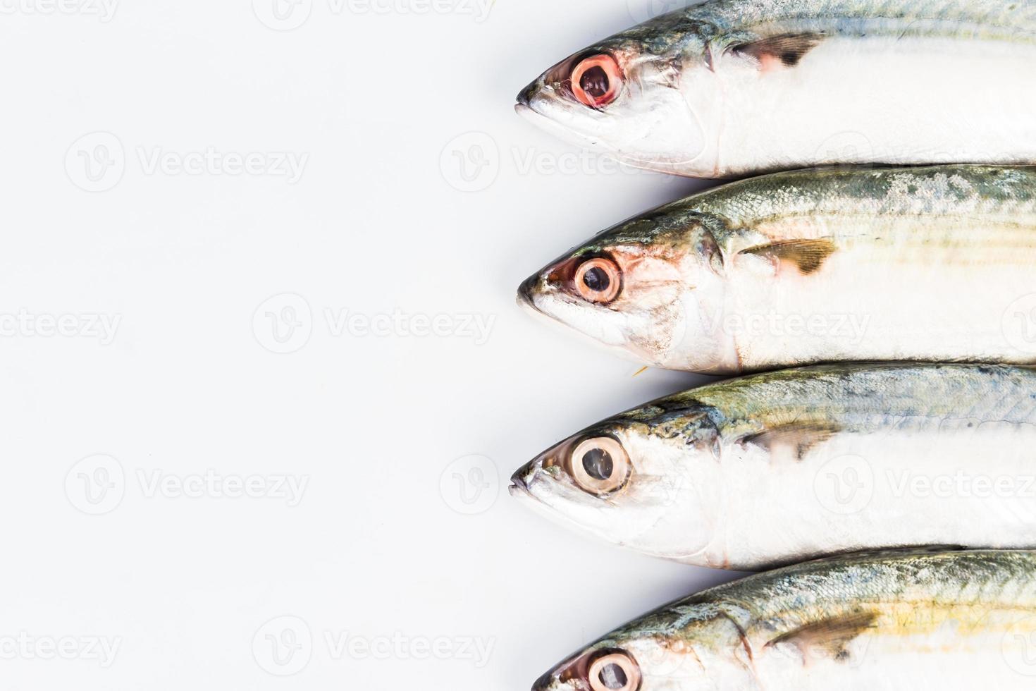 short mackerel on white background photo