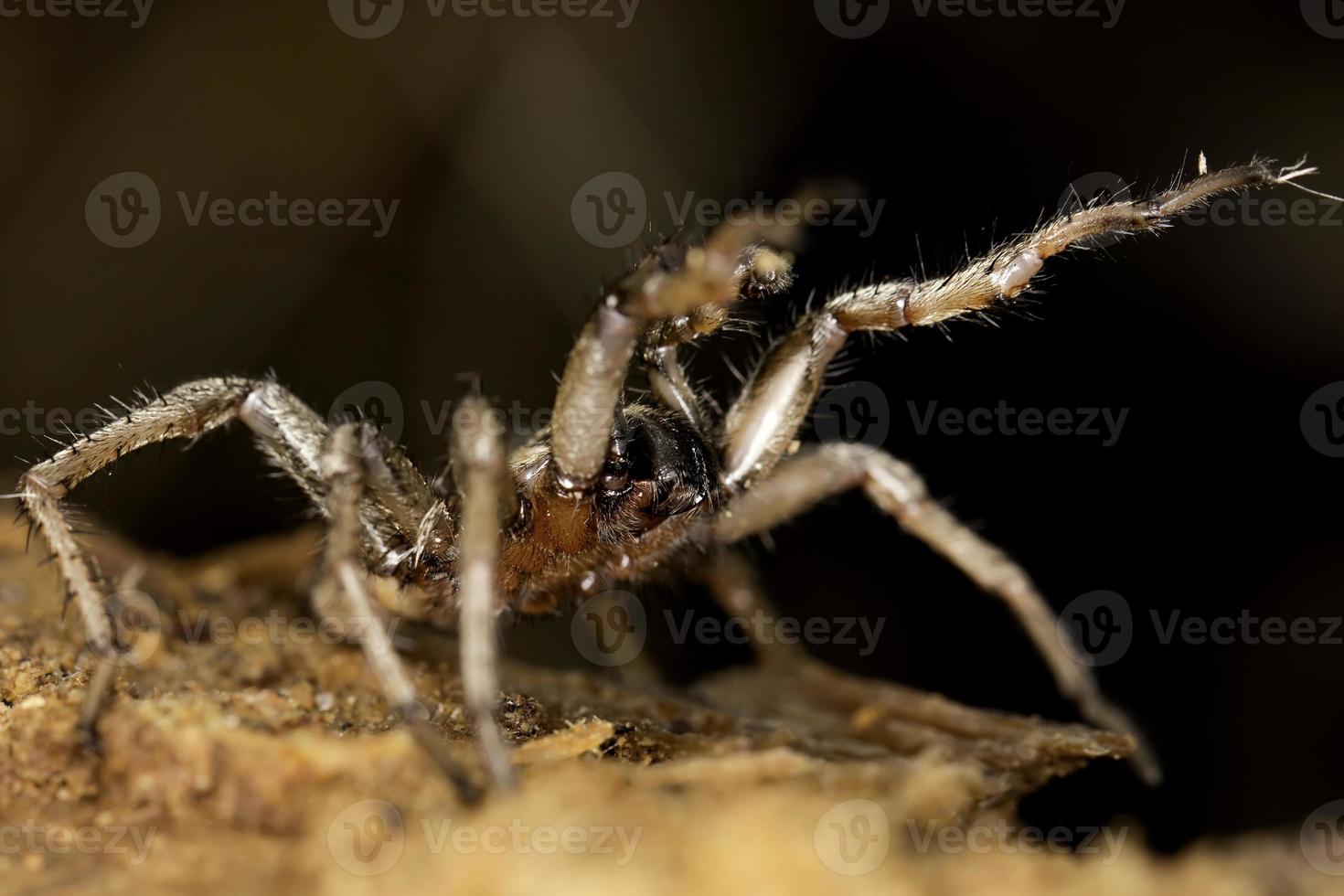 araña en la naturaleza foto