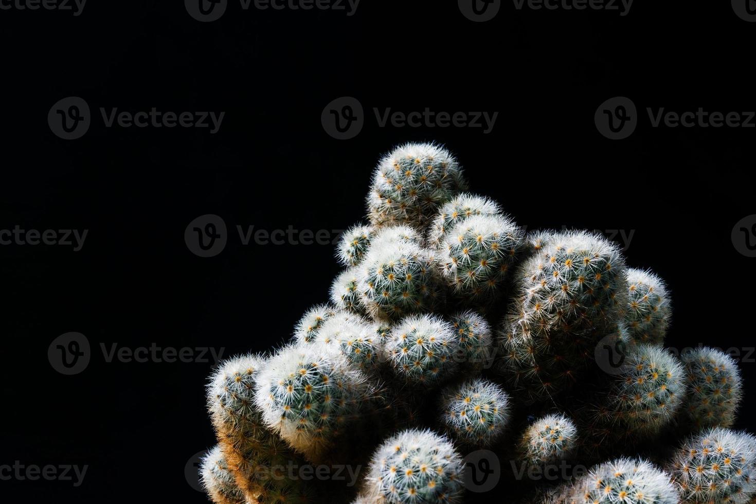 cerrar cactus sobre fondo negro foto