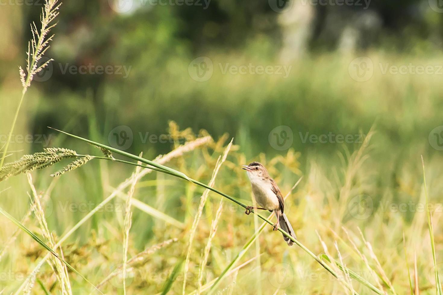 Curruca barrada - pájaro cantor paseriforme migratorio sentado en una rama foto