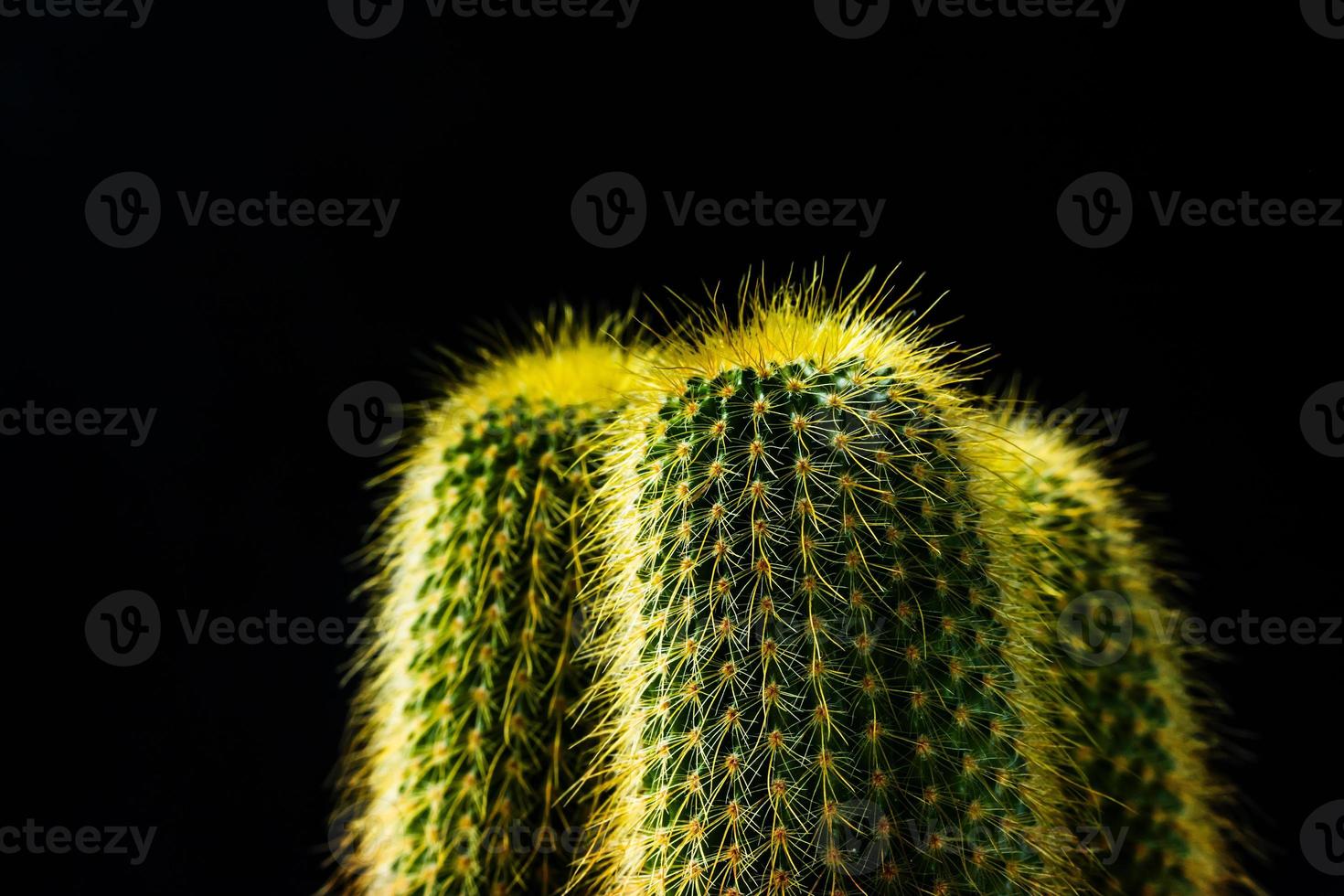 close up cactus on black background photo