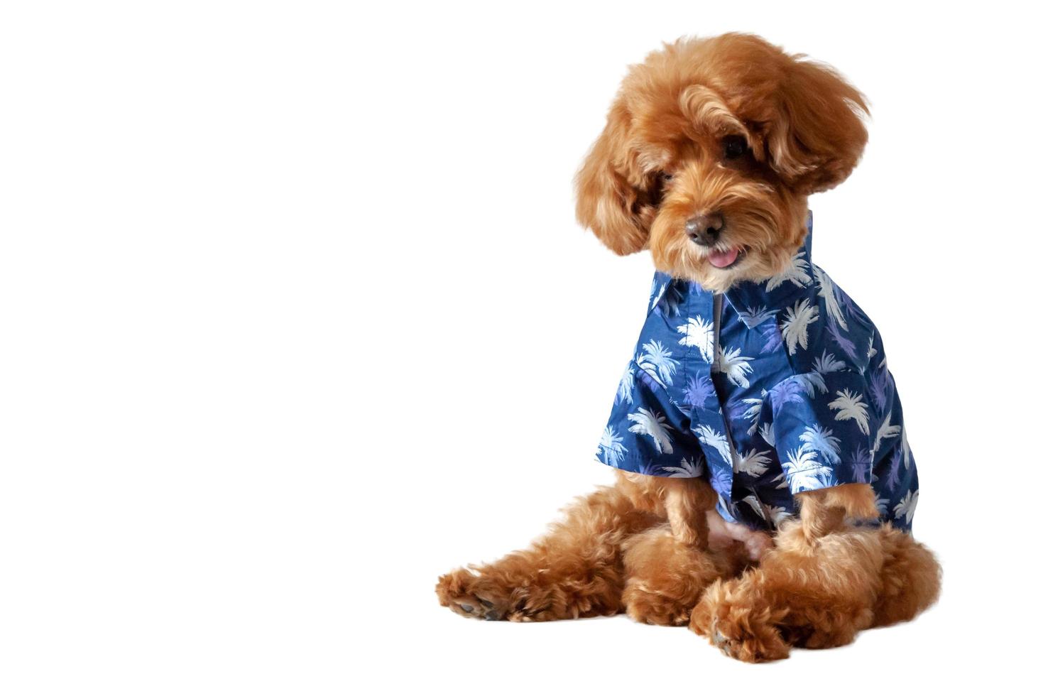 un adorable caniche de juguete marrón con un vestido hawaiano para la temporada de verano. foto