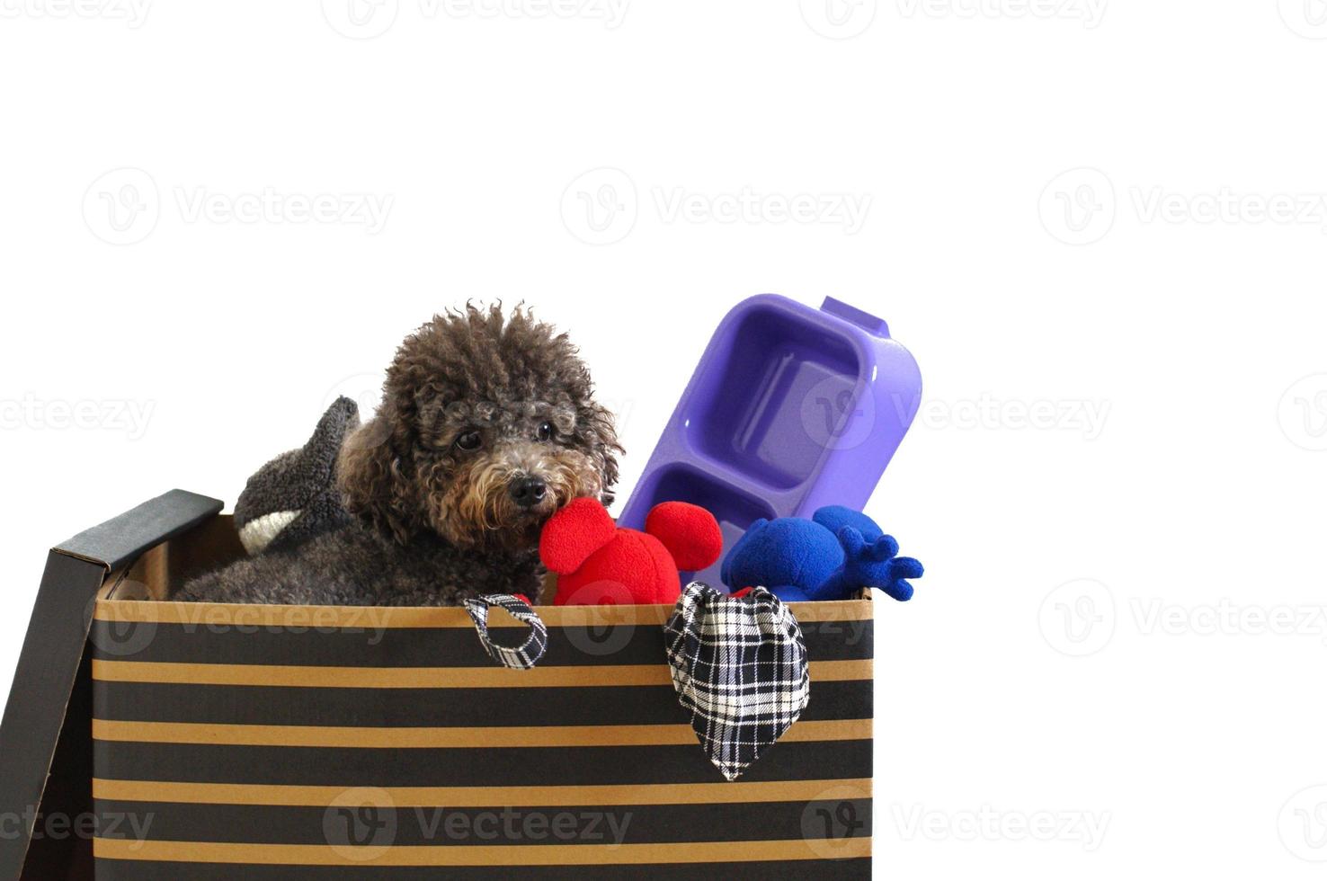 The dog owner packing brown color poodle's stuffs in the box for house moving. photo