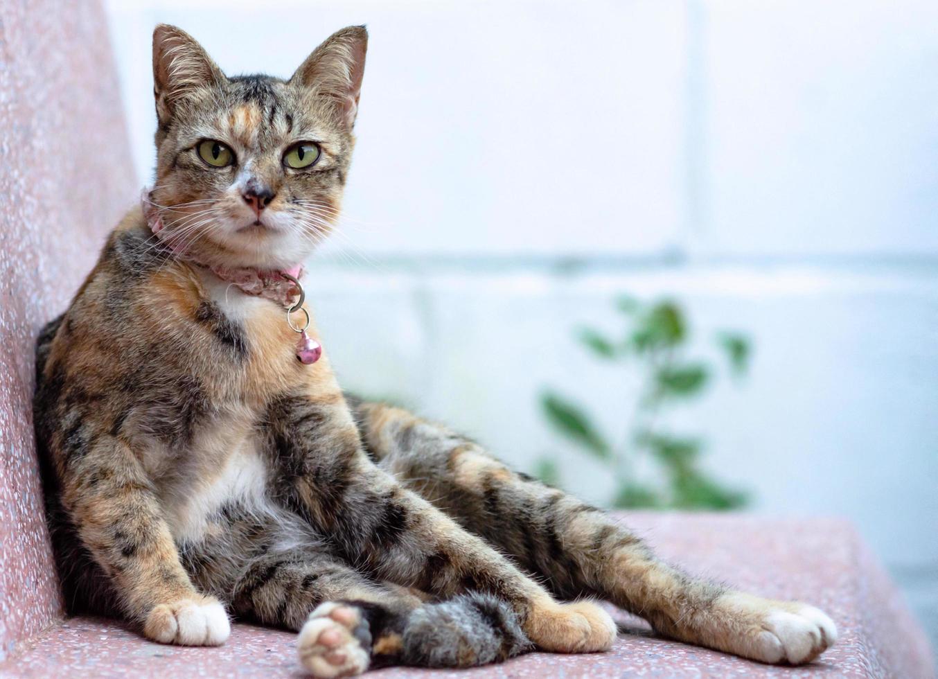 un adorable gato doméstico de color leopardo sentado en un asiento de mármol y mirando a la cámara. foto