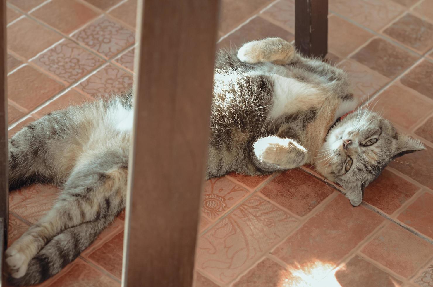 adorable gato doméstico de color marrón relajándose en el suelo foto