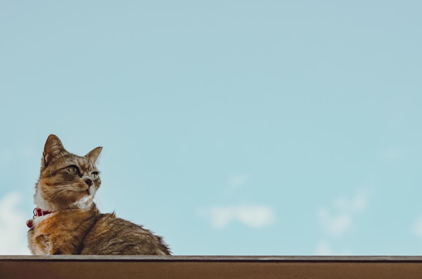 Adorable brown color domestic cat sitting on the roof photo