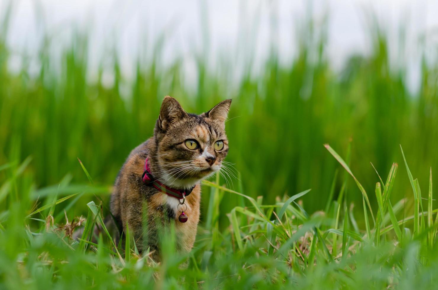 Domestic cat looking and focus on something with greenfield photo