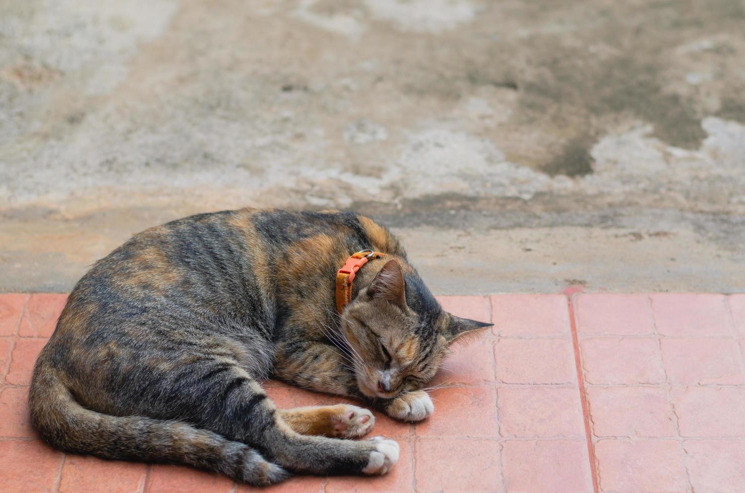 Cat sleeping alone on the floor. 8118080 Stock Photo at Vecteezy