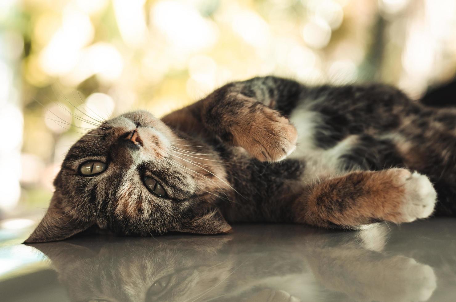 gata doméstica acostada y relajada en el techo del camión foto