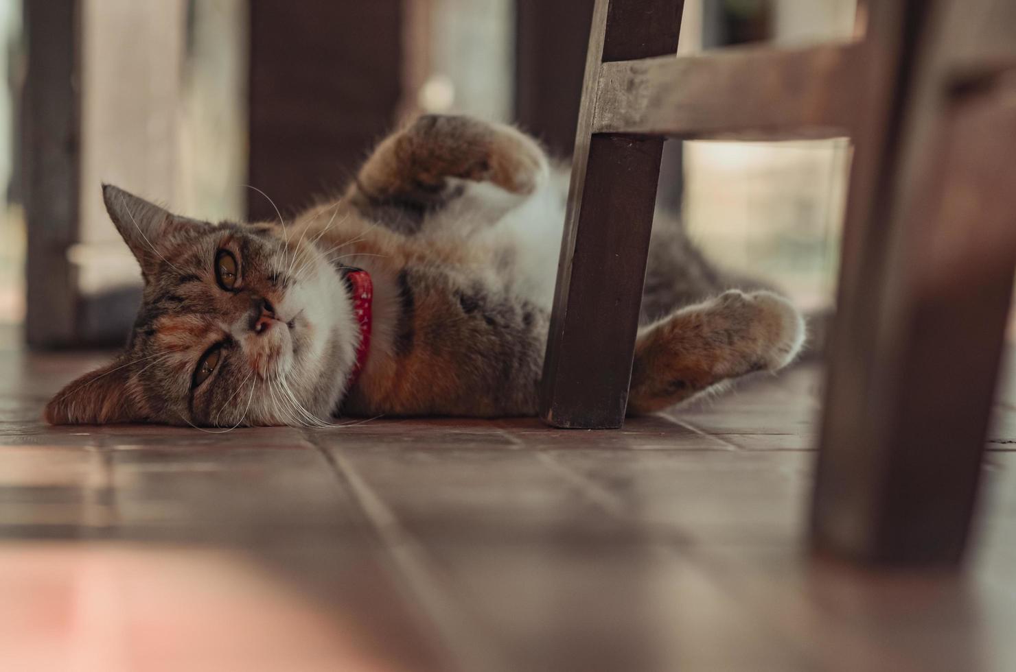 Adorable brown color domestic cat relaxing on the floor photo