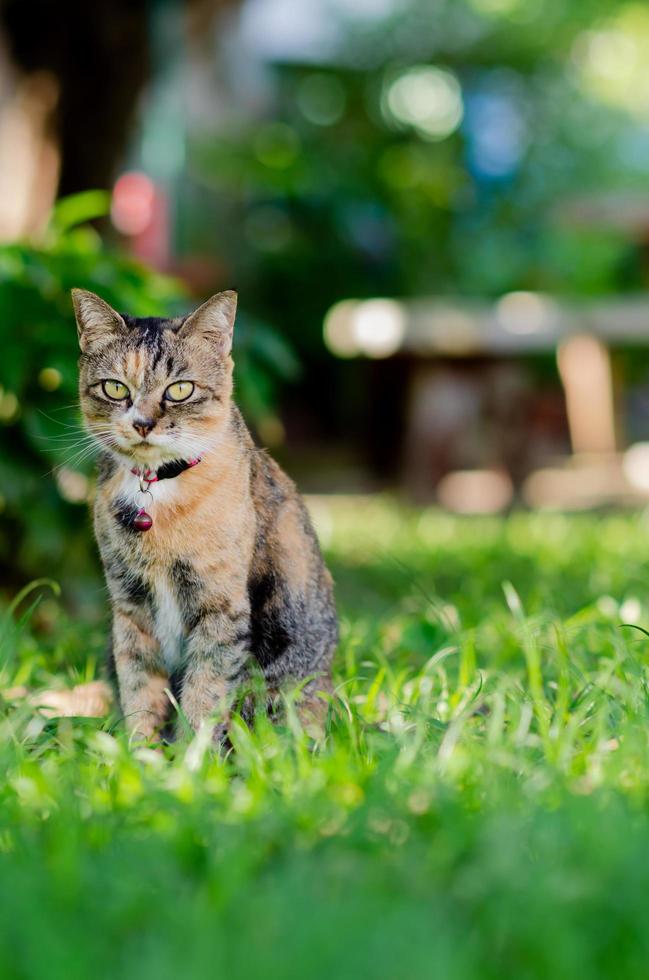 Domestic female cat sitting on greenfield backyard photo