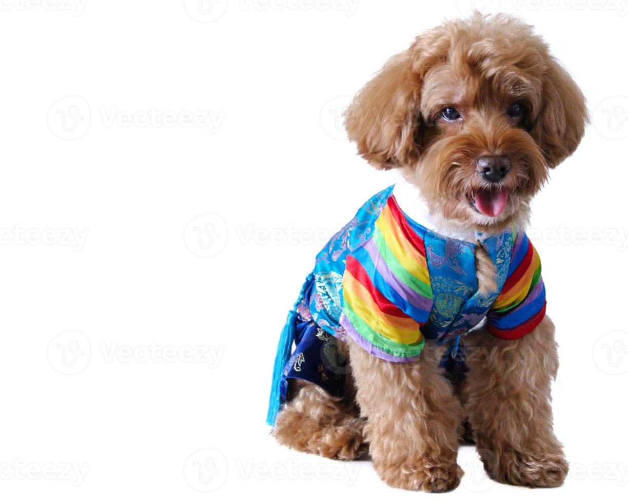 Brown poodle wearing Korean style dress photo